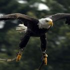 ...weißkopf seeadler im anflug...