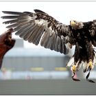 Weißkopf-Seeadler im Anflug