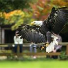 Weißkopf-Seeadler im Anflug