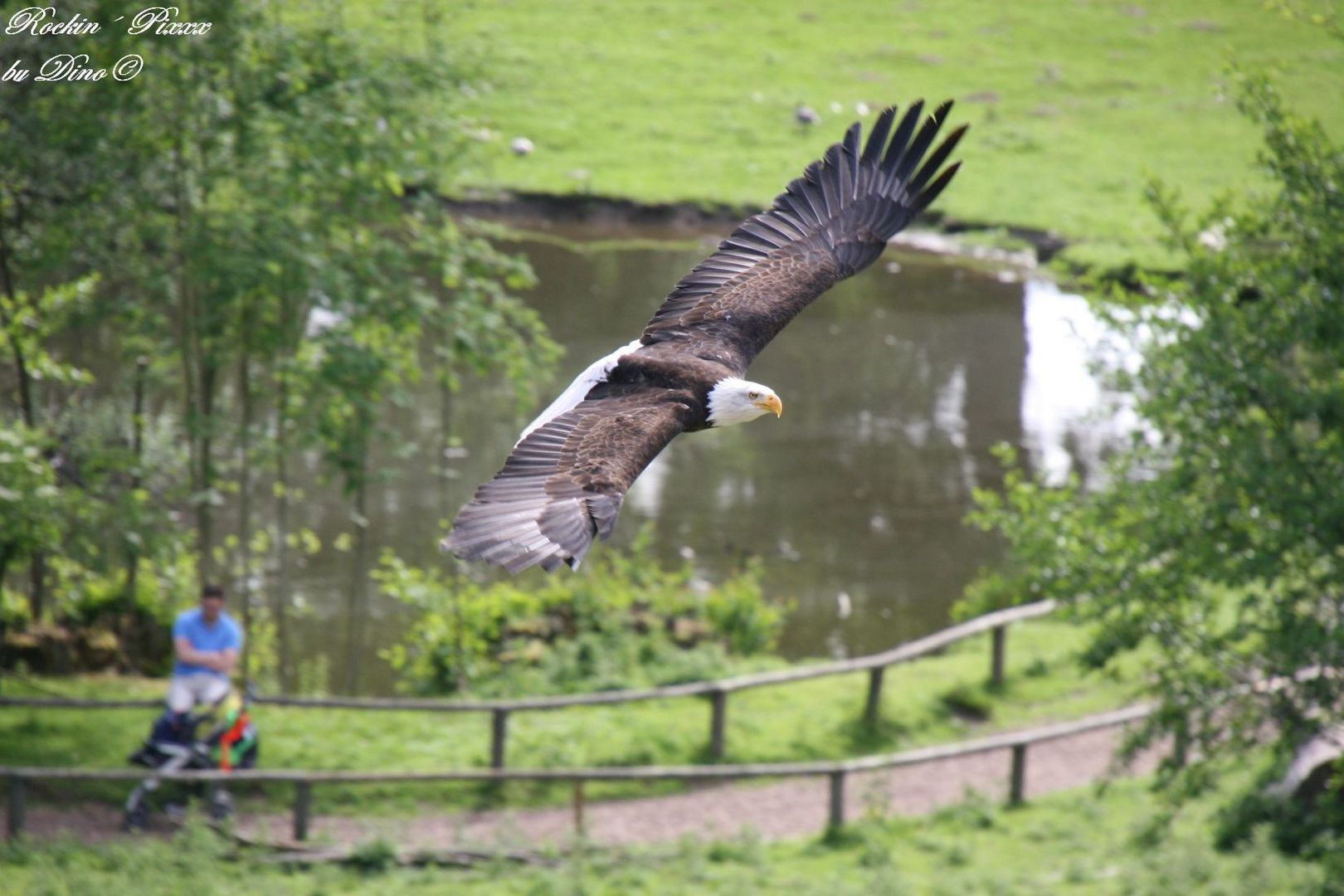 Weißkopf Seeadler im Flug