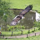 Weißkopf Seeadler im Flug