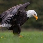 Weißkopf-Seeadler im Herbst-Regen