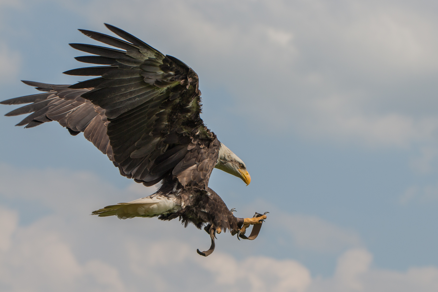 Weißkopf-Seeadler im Landeanflug