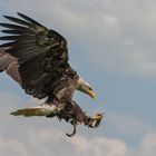 Weißkopf-Seeadler im Landeanflug