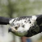 Weißkopf-Seeadler im Tiefflug