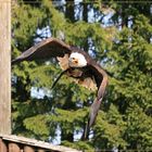 Weißkopf-Seeadler im Wendemanöver