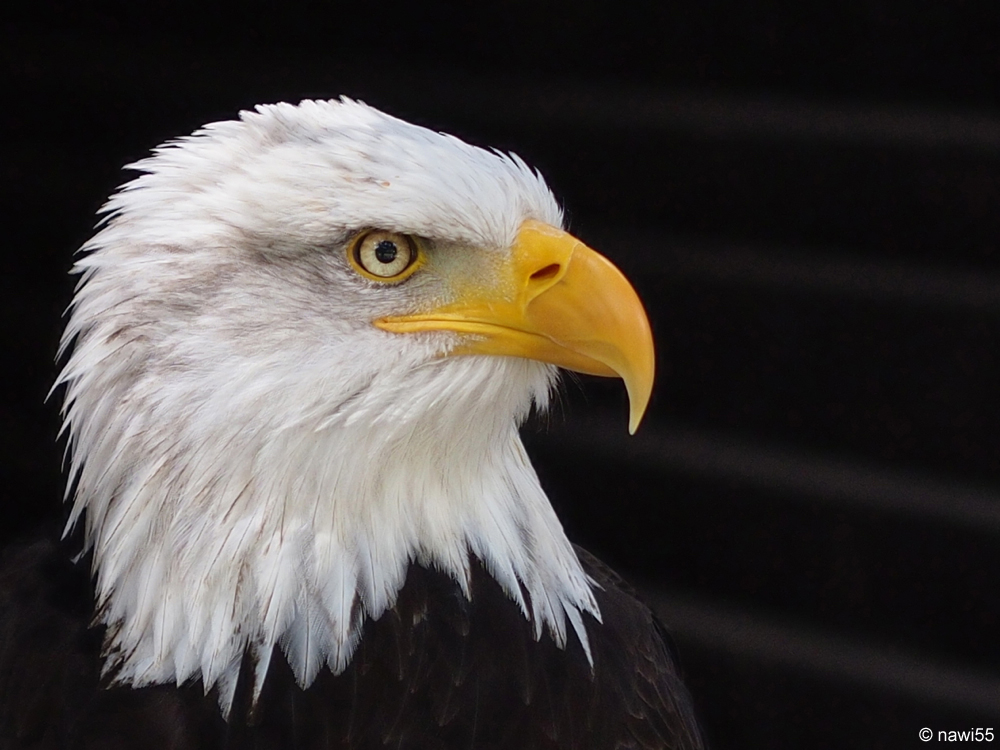 Weißkopf-Seeadler im Wildpark Hellenthal