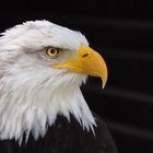 Weißkopf-Seeadler im Wildpark Hellenthal