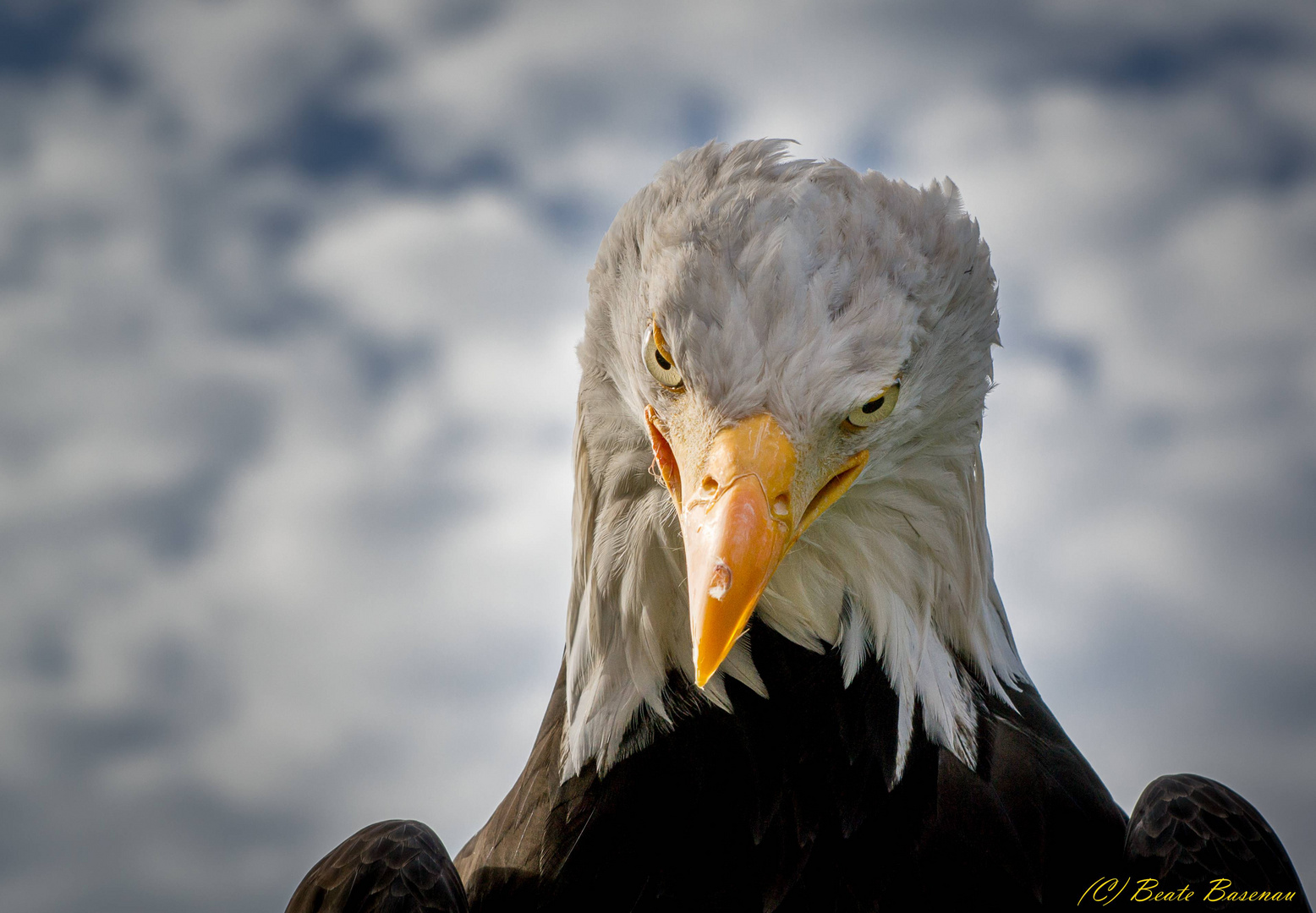 Weisskopf-Seeadler in der Falknerei Kranichfeld