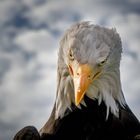 Weisskopf-Seeadler in der Falknerei Kranichfeld