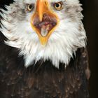 Weißkopf-Seeadler in Hellenthal am 04.05.07