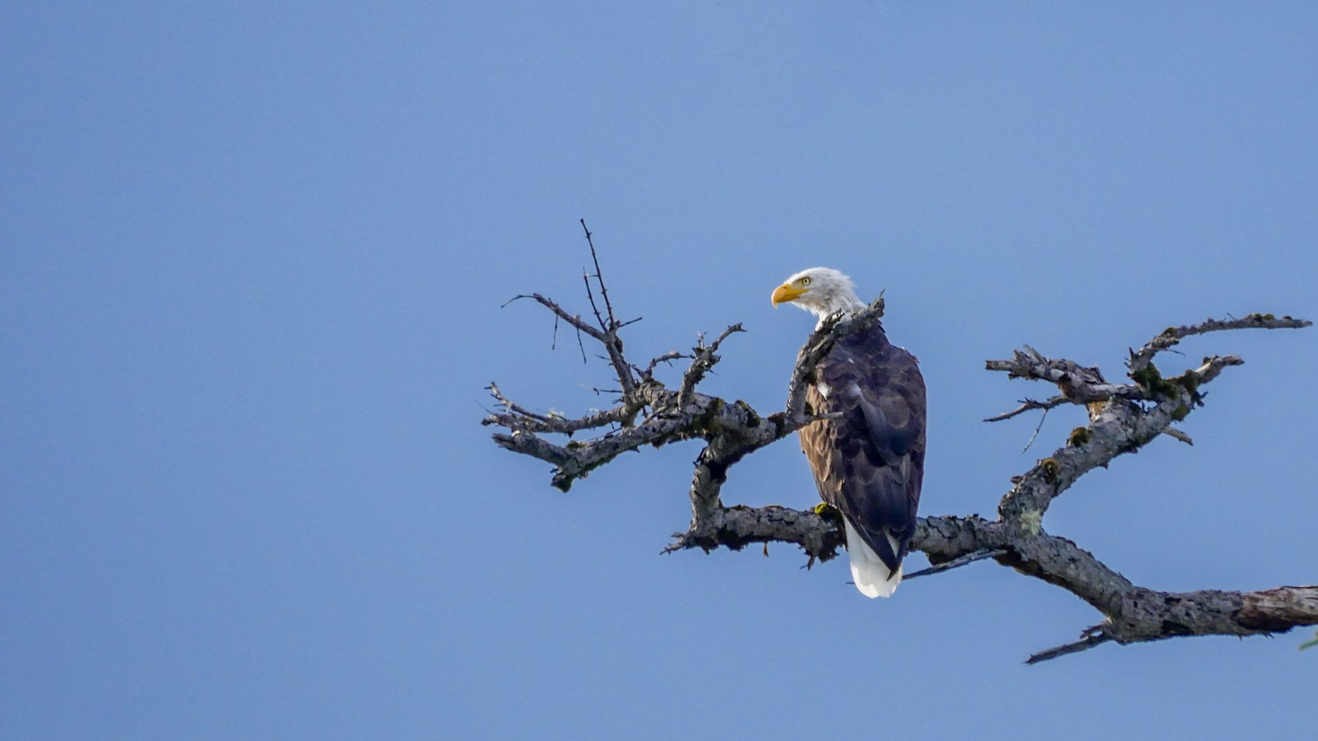 Weißkopf-Seeadler in Kanada