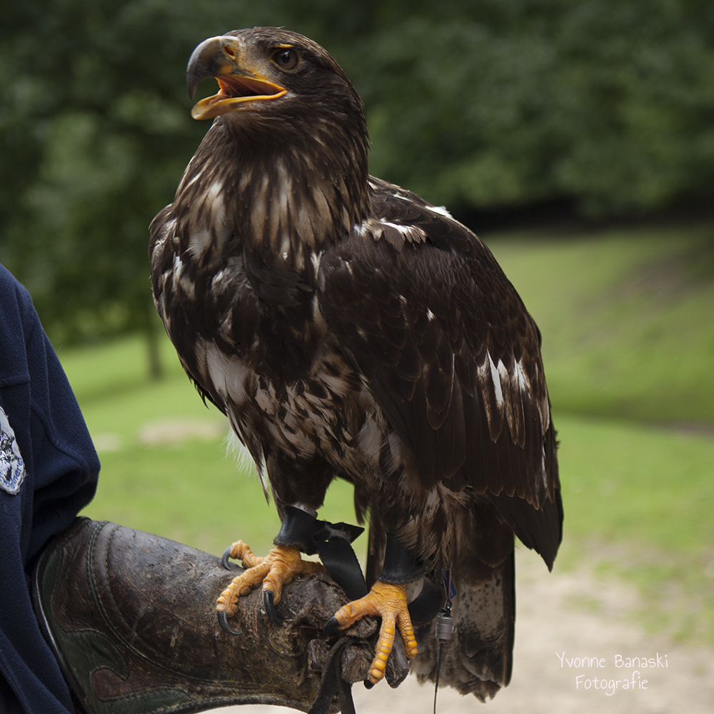 Weißkopf Seeadler jung