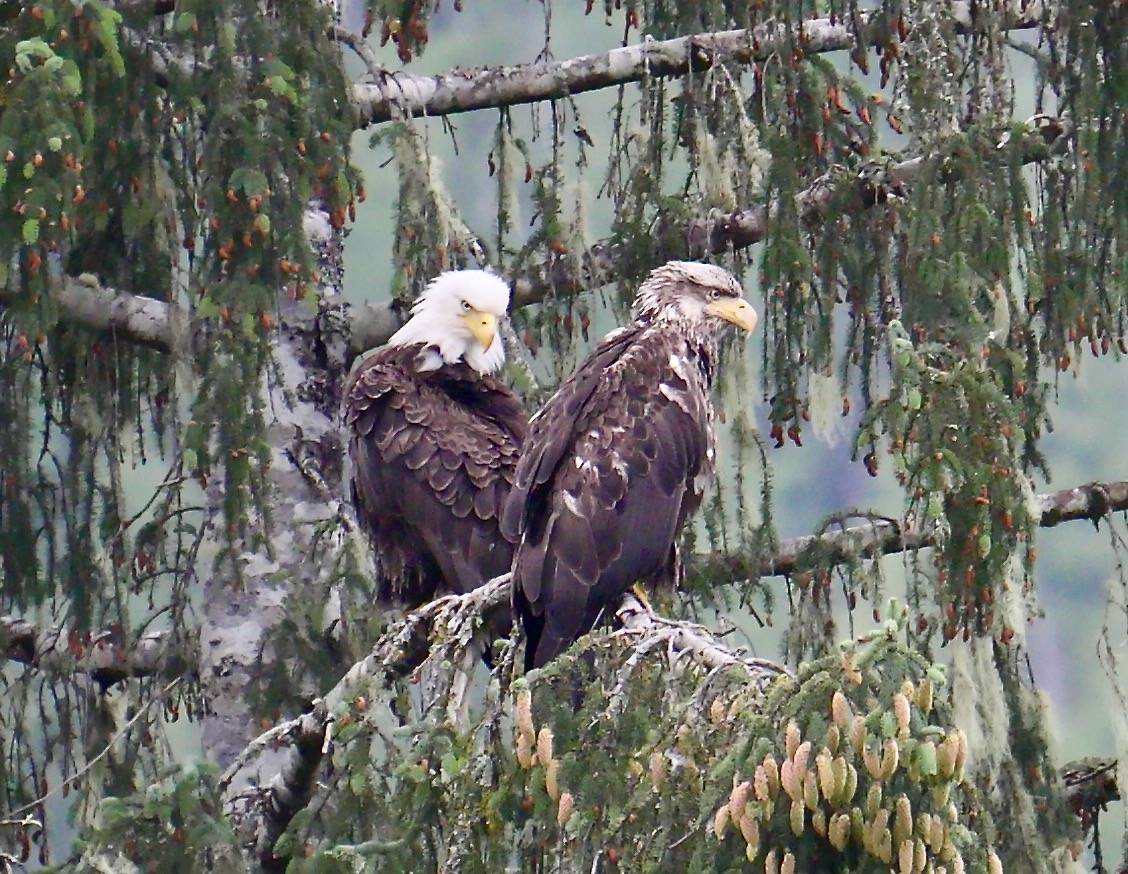 Weißkopf Seeadler mit Nachwuchs