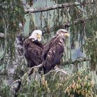 Weißkopf Seeadler mit Nachwuchs