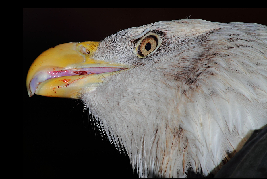 Weißkopf-       Seeadler nach Mahlzeit