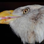 Weißkopf-       Seeadler nach Mahlzeit