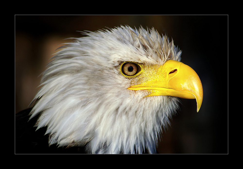 Weißkopf-seeadler Portrait