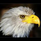 Weißkopf-seeadler Portrait