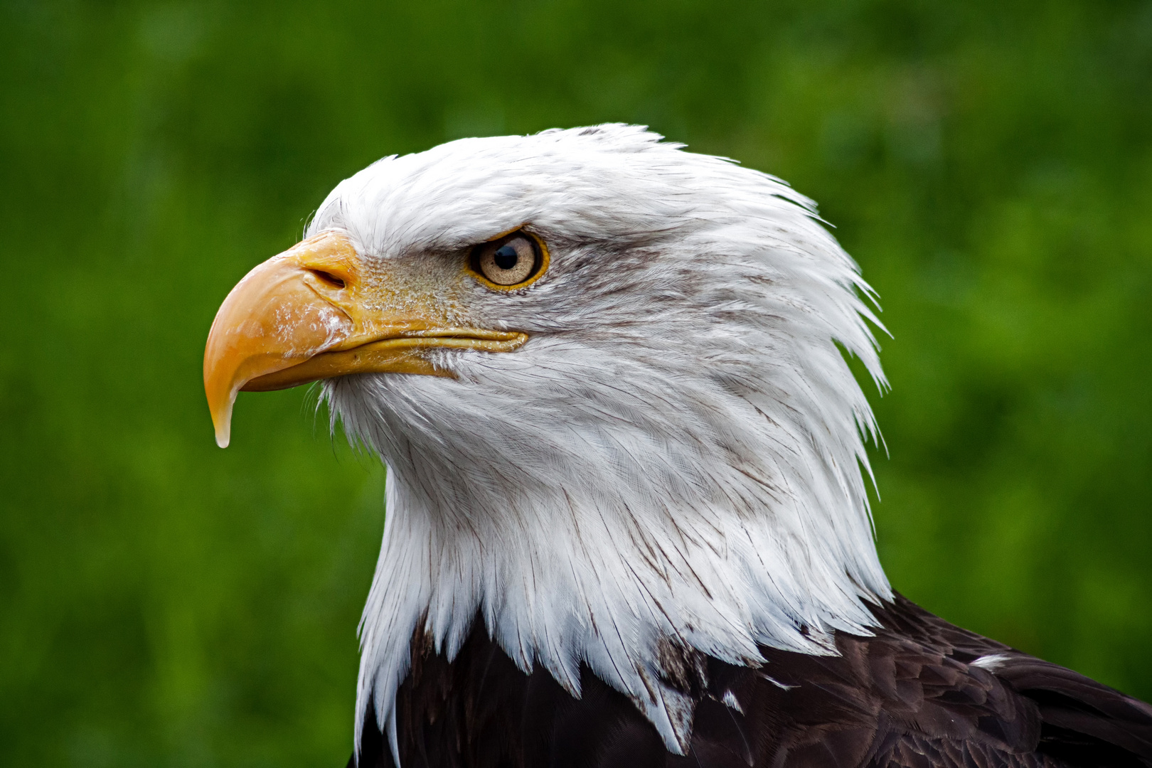 Weisskopf-Seeadler Portrait