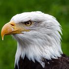 Weisskopf-Seeadler Portrait