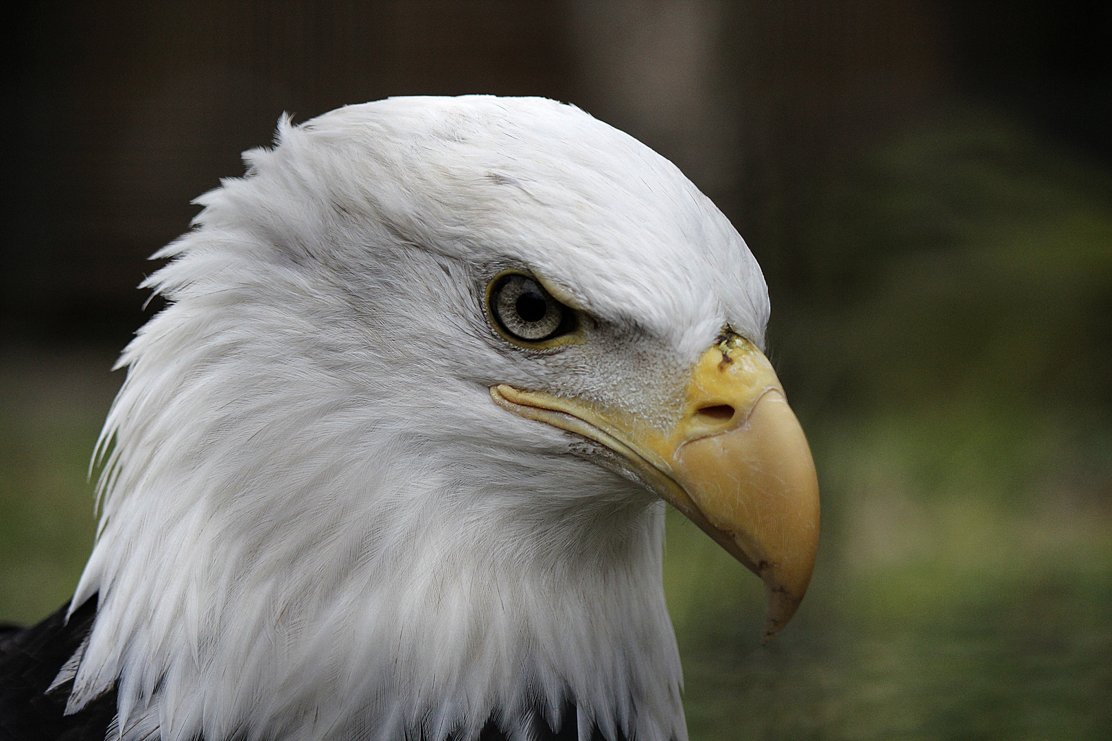 Weißkopf - Seeadler Portrait