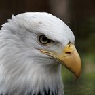 Weißkopf - Seeadler Portrait