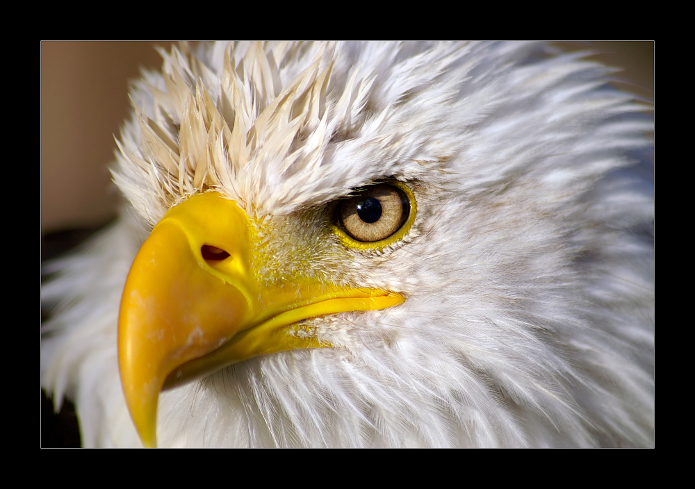 Weißkopf-Seeadler Portrait II