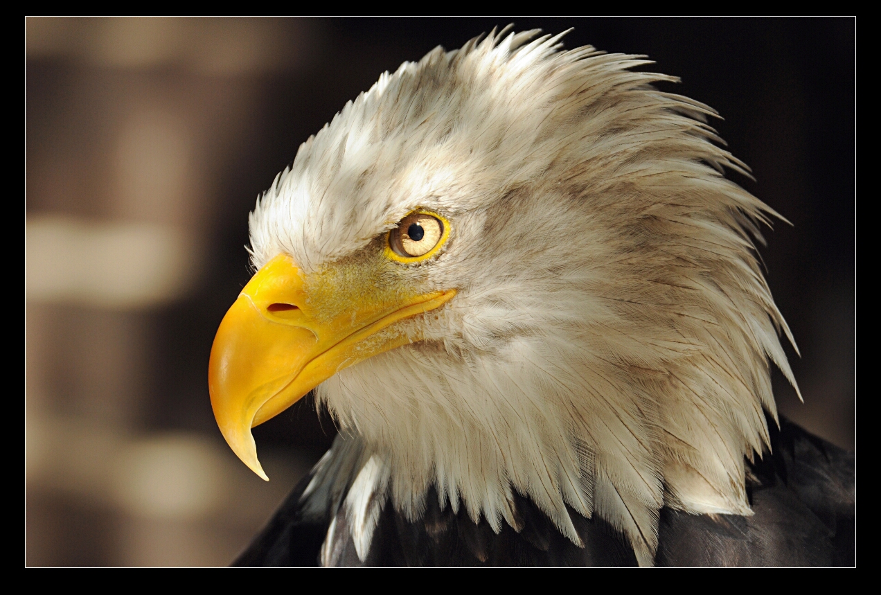 Weißkopf-Seeadler-unbearbeitet