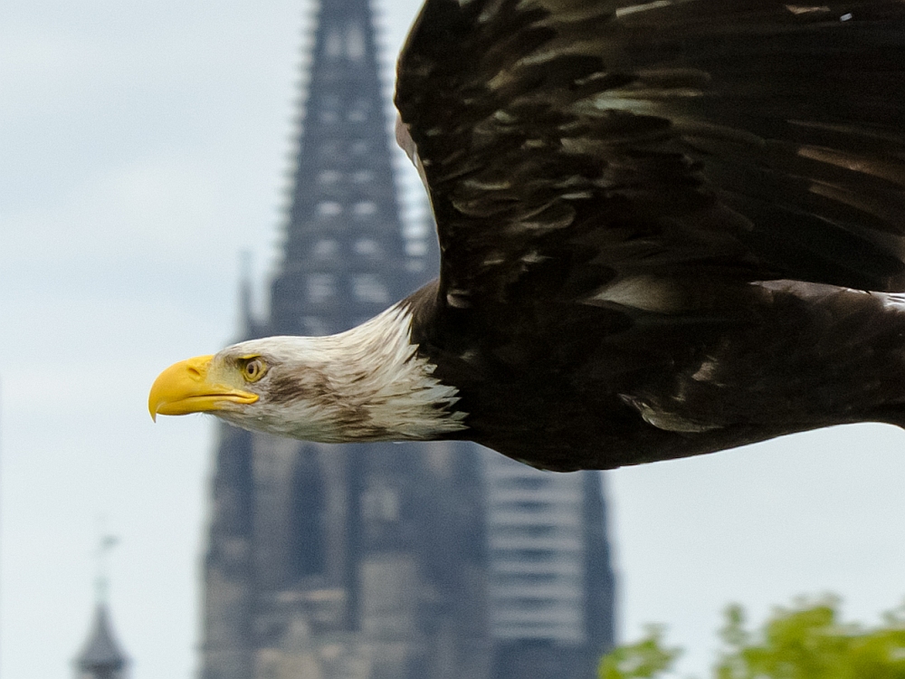 Weißkopf-Seeadler vor dem Kölner Dom