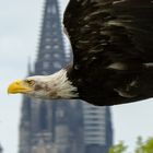 Weißkopf-Seeadler vor dem Kölner Dom