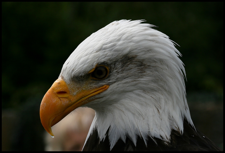 Weisskopf-Seeadler Yukon