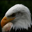 Weisskopf-Seeadler Yukon