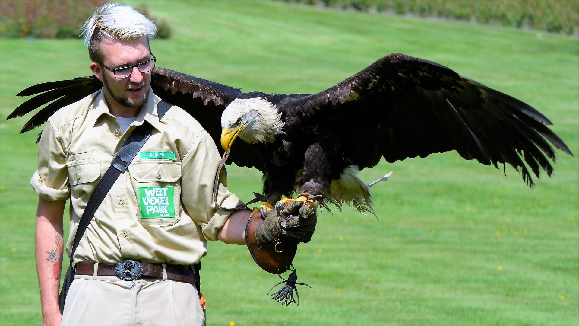 Weisskopf-Seeadler_full