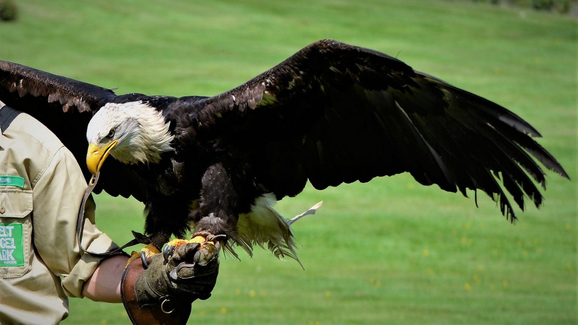 Weisskopf-Seeadler_split