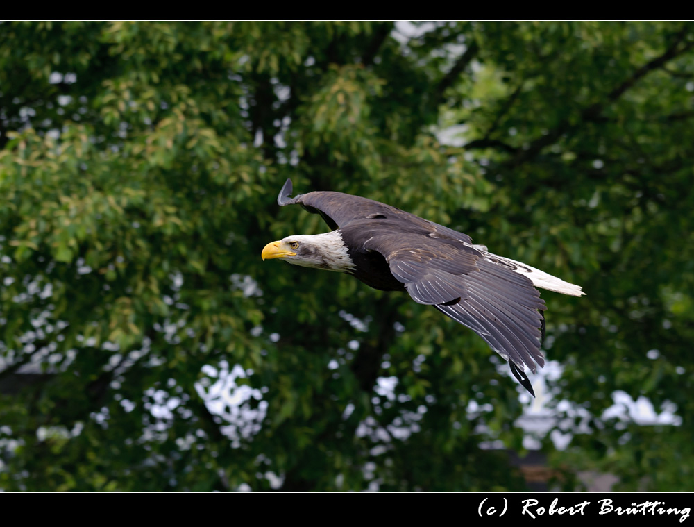 Weisskopf the Adler