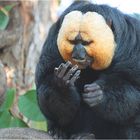 Weißkopf- "Wahrsager" Affe: Skeptischer Blick in die Zukunft