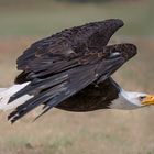 Weisskopfadeler im Anflug