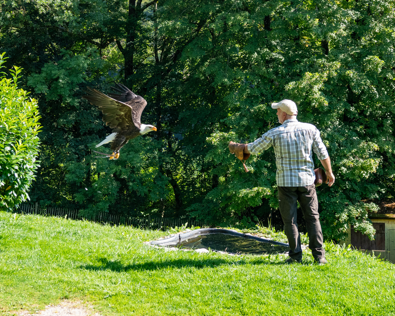 Weißkopfadler Anflug