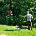 Weißkopfadler Anflug