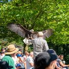 Weißkopfadler beim Anflug