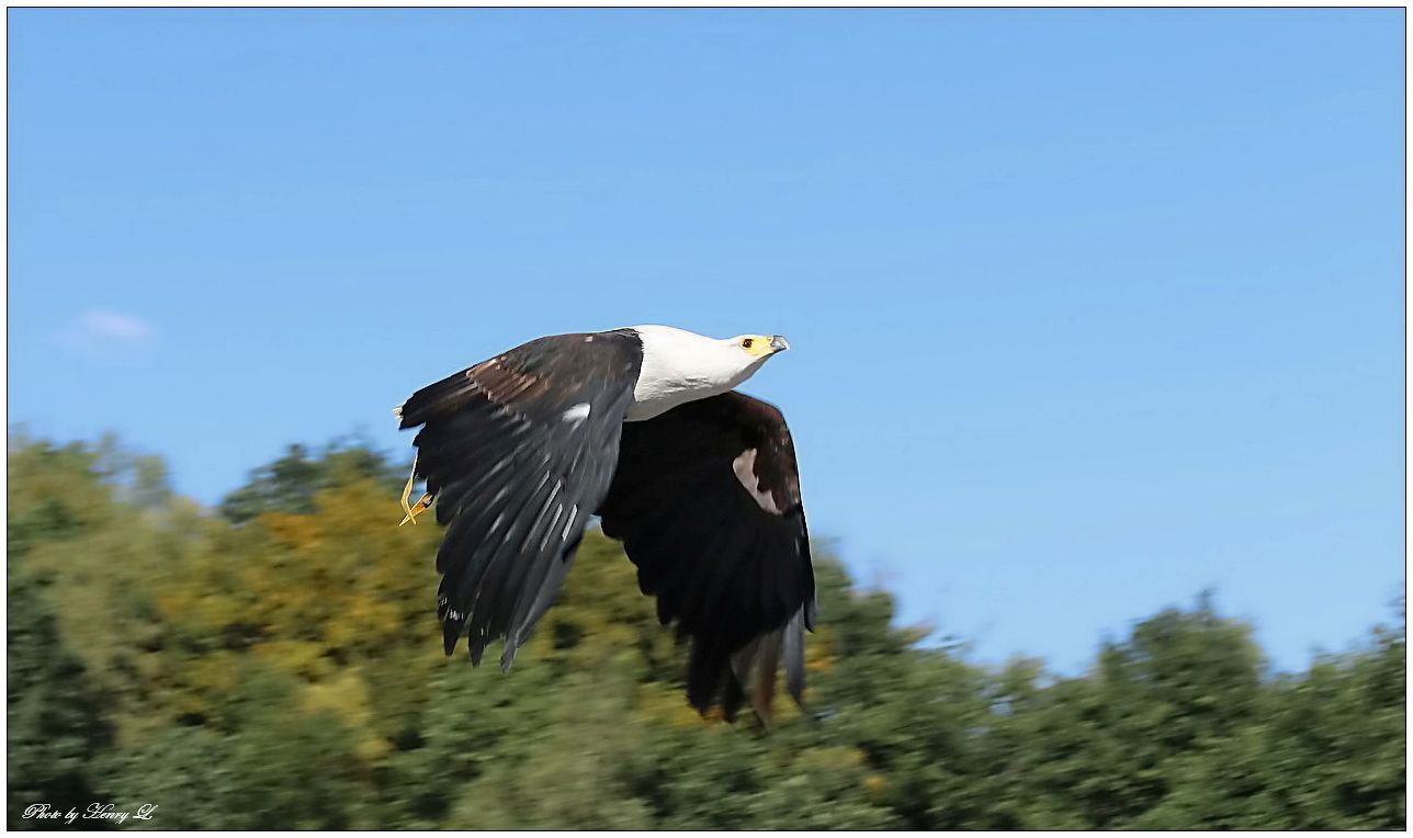 Weißkopfadler im Flug