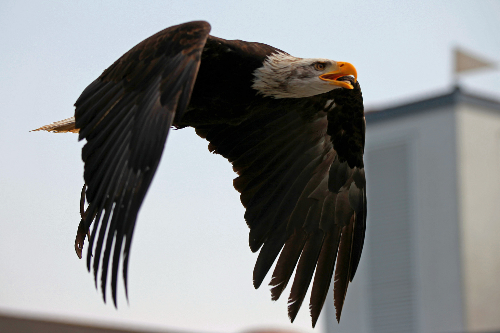 Weißkopfadler im Flug