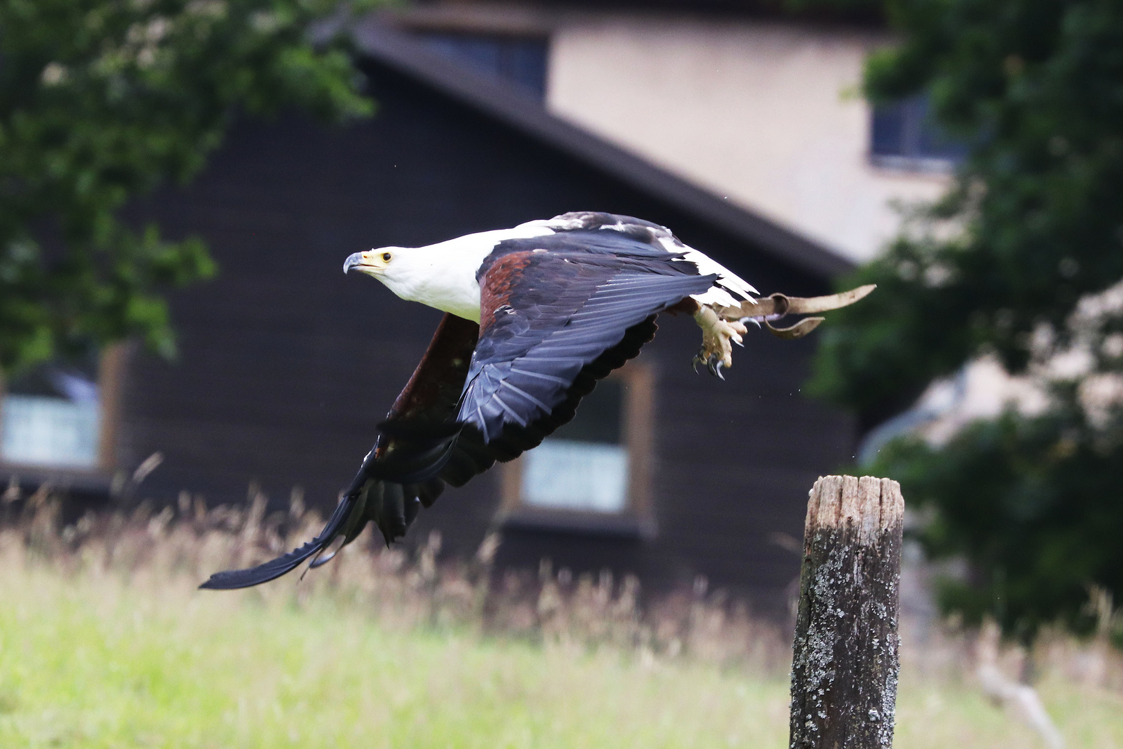 Weißkopfadler im Flug