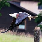 Weißkopfadler im Flug