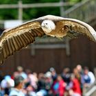 Weisskopfadler im Gleitflug