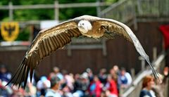 Weisskopfadler im Gleitflug