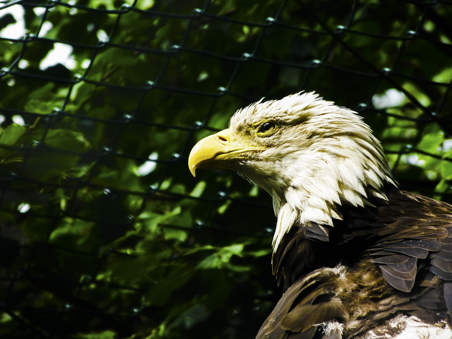 Weißkopfadler in Eberswalder Zoo