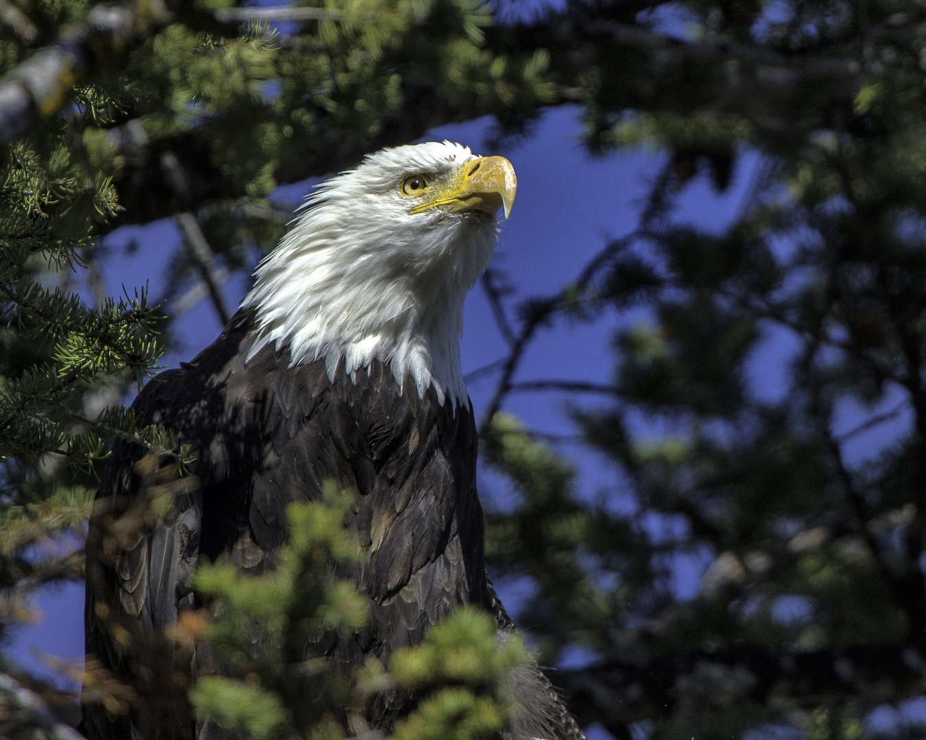 Weisskopfadler Yellowstone Park