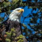 Weisskopfadler Yellowstone Park